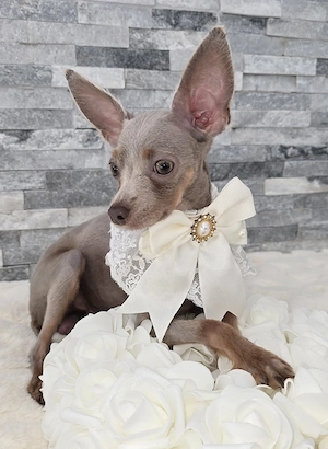 Reinrassige Russkiy Toy 