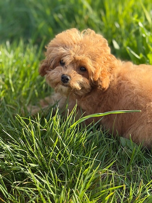 Süße Cockapoo-Hündin