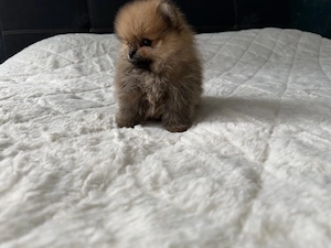 Pomeranian Zwergspitz Welpe Boo Typ Rüde