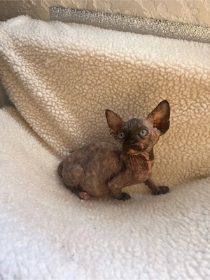 Canadian Sphynx Weibchen  