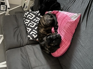 Cane Corso Bernhardiner Mix