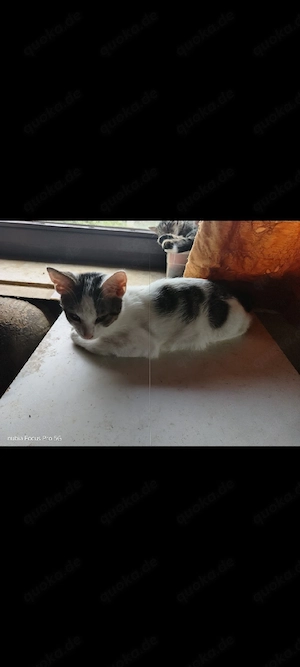 2 kater 1 jahr alt pro kater 100