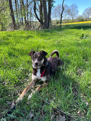 Elmo - Junger Bursche sucht Familie!