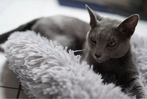 russisch blau Deckkater Milo mit Vereinszugehörigkeit (Fife) 