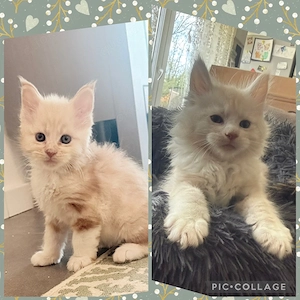 XXL Maine Coon Kitten