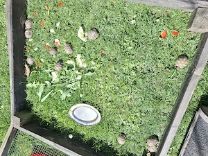 Griechische Landschildkröte