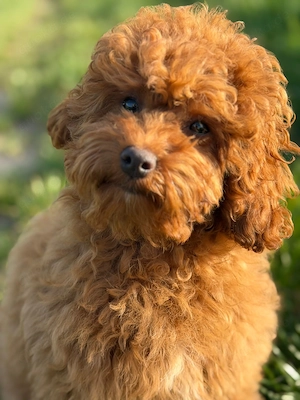 Wunderschöne Cockapoo-Welpen