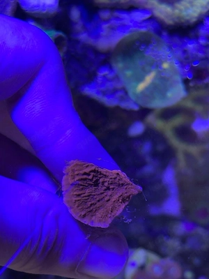Montipora Rot Koralle Meerwasser Salz Wasser Aquarium SPS