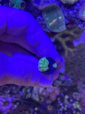 Pavona Cactus Grün Türkis Koralle Meerwasser Salz Wasser Aquarium SPS