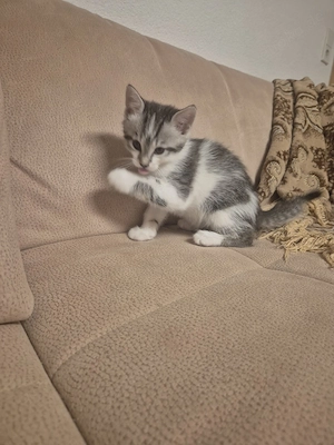 Katzenbabys suchen Zuhause