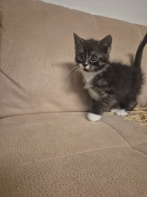 Katzenbabys suchen Zuhause