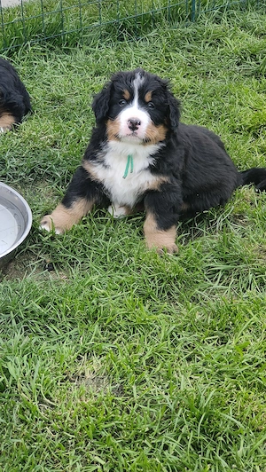 Berner Sennen Welpen (Rüde) sucht ein neues Zuhause