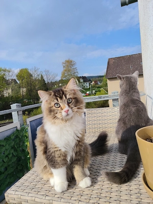 Britisch Langhaar Kater