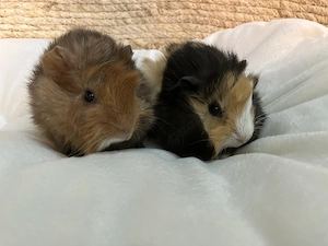 Zuckersüße Meerschweinchen-Kinder Skye und Zuma in liebe Hände abzugeben