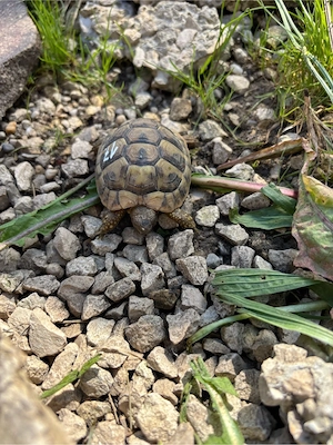 Dalmatinische Landschildkröten Bild 5