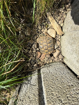 Dalmatinische Landschildkröten Bild 3
