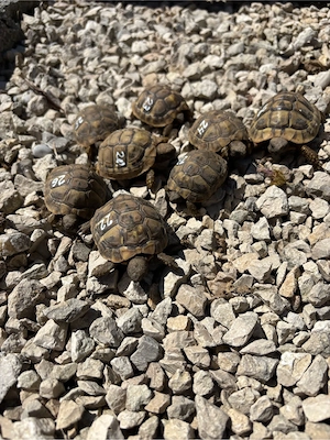 Dalmatinische Landschildkröten Bild 7