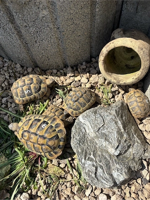 Dalmatinische Landschildkröten Bild 8