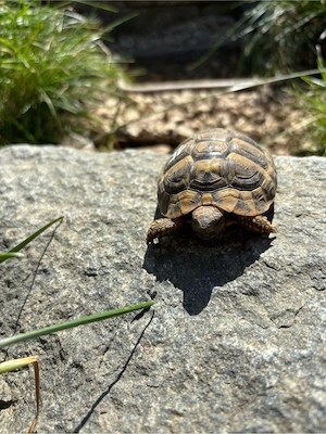 Dalmatinische Landschildkröten Bild 4