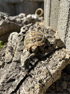 Dalmatinische Landschildkröten Bild 2