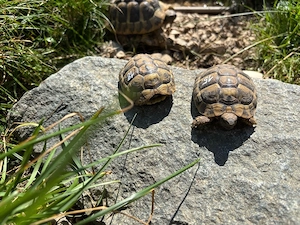 Dalmatinische Landschildkröten