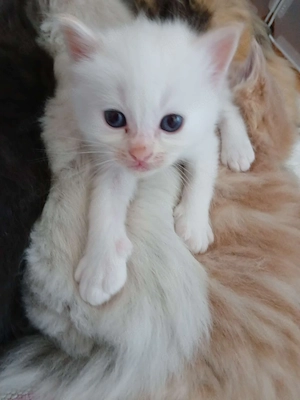 Ragdoll und Cherubim  Kitten in wunderschönen Farben 