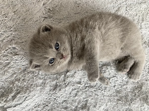 Reinrassiger BKH Kitten Kater noch frei 