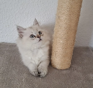 Perser   Maine Coon Kitten, Kätzchen, cats, Katzen, Babykatzen, Katzenbabys