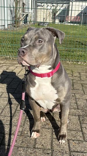 Liebevolle American Bully XL Hündin  Sky  sucht neues Zuhause 