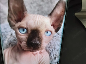 Canadian Sphinx Kitten 