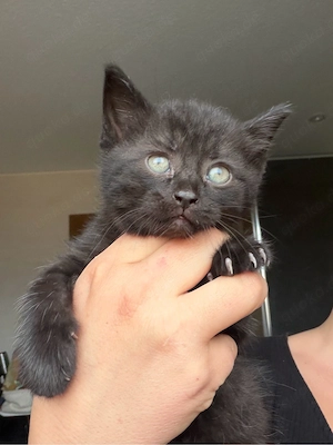 bkh blh kitten