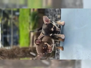 Reinrassige Chihuahua Welpen ..