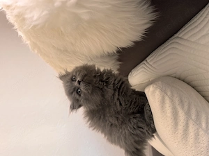 BKH Kitten Perser Mix