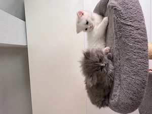 BKH Kitten Perser Mix