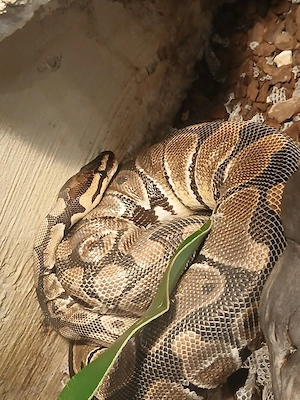 Gutes zuhause für unseren Königsphyton 