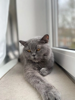 Unsere Nala sucht ein liebevolles zu Hause zu verschenken 