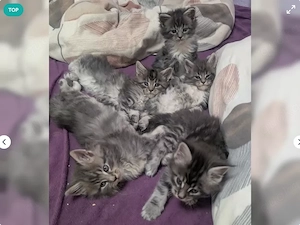 Wunderschöne Maine Coon Kitten