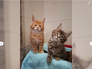 Wunderschöne Maine Coon Kitten