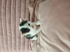 Kitten in liebevolle Hände abzugeben 