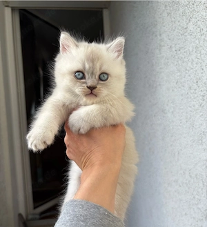 BKH - Britisch Kurzhaar Kitten - reinrassig