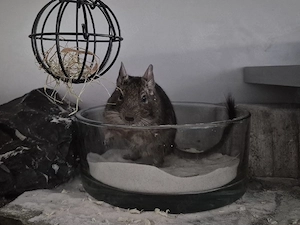 Agouti-Weibchen Lilo (1,5 Jahre)