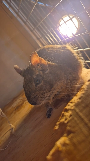 Agouti-Weibchen Lilo (1,5 Jahre) Bild 5