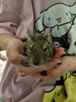 Agouti-Weibchen Lilo (1,5 Jahre) Bild 3