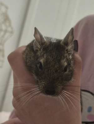 Agouti-Weibchen Lilo (1,5 Jahre) Bild 2