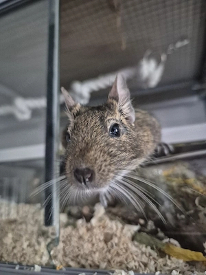 Agouti-Weibchen Lilo (1,5 Jahre) Bild 4
