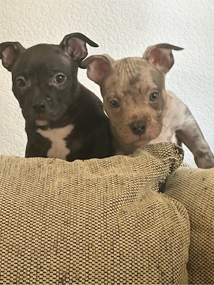 American Pocket Bully welpen 8 wochen