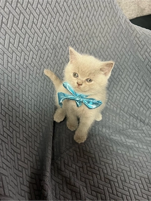 BKH Kitten