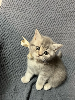 BKH Kitten