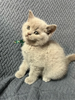 BKH Kitten