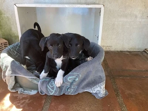    Futterspenden für gerettete Hunde in Spanien gesucht   